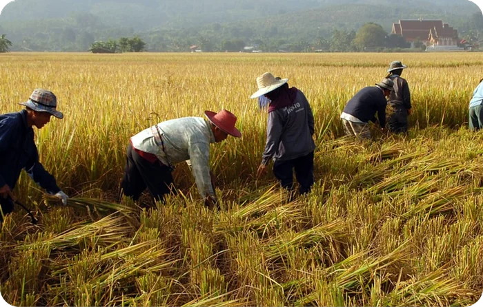 Crop Acreage Estimation